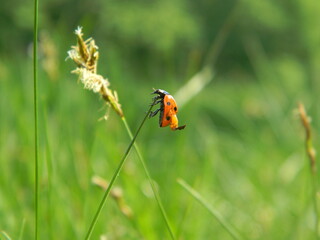 A close-up of a ladybug sitting on a blade of grass on a green background