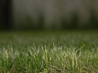 Green grass close-up with different focus, on a blurred background