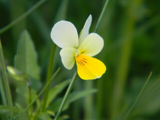 White and yellow flower close-up, Viola tricolor on a green background
