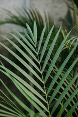 a closeup of an exotic areca plant leaf