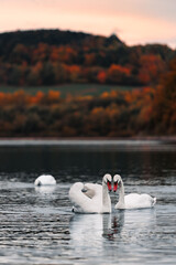 Two beautiful swans swimming on the lake against a background of autumn trees at sunset. © Pawel