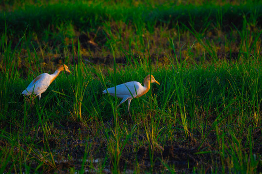 Ardeidae in the rice field