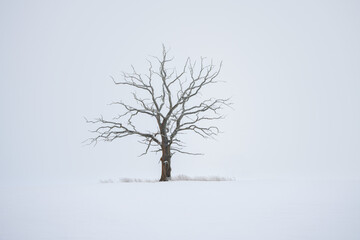 tree in snow 