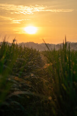 Sunrise in the field