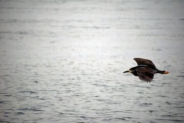 Garza Nocturna Corona Negra volando