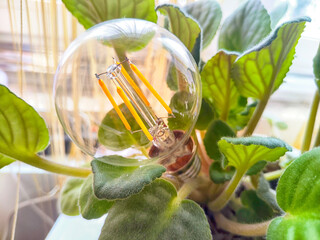 A transparent glass lamp in a green violet plant like a flower. The end of the environmental...
