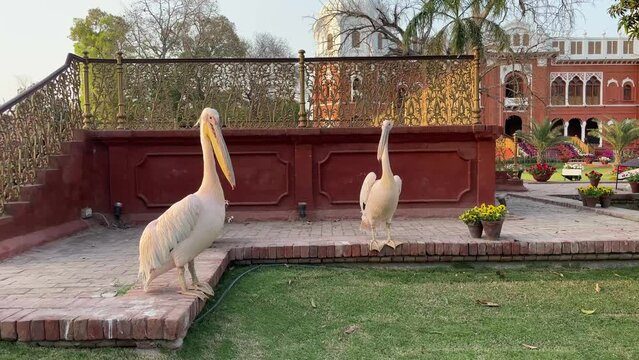 Beautiful White Pelicans in Darbar mahal, Bahawalpur