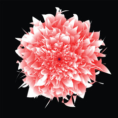 illustration red one floral with black background.