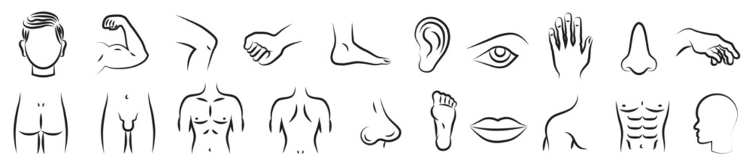 Male body parts. Isolated thin line symbols. Anatomy. Health care.