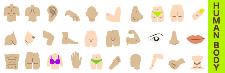 Colored human body parts. Isolated thin line symbols. Anatomy. Health care.