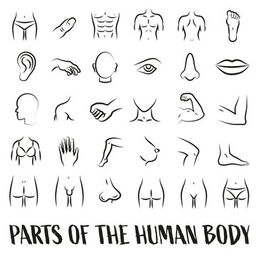 Anatomy. Human body parts set of linear icons. Health care Symbols of isolines of thin lines.