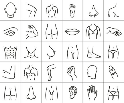 Human body parts set of linear icons. Symbols of isolines of thin lines. Anatomy. Health care.