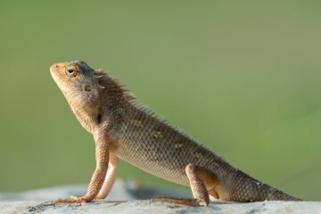 Selective focus shot of a garden lizard on a metal railing
