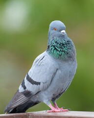 Vertical selective focus shot of a gray pigeon perched on a wooden surface