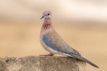 Closeup of a dove perched on a concrete pole