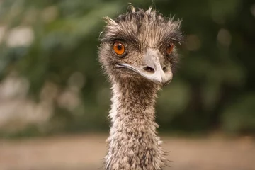 Zelfklevend Fotobehang Close-up of a large ostrich looking directly into the camera with its beady eyes © Wirestock