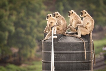 Congregation of silver-gray langurs perched on a large water reservoir, enjoying the sun