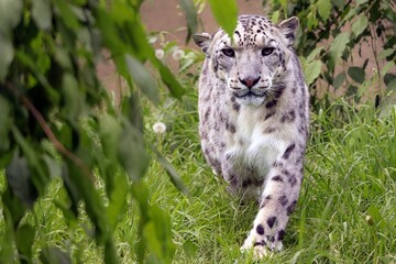 Fototapeta premium Beautiful snow leopard with unique white spot markings on its face walking toward the camera