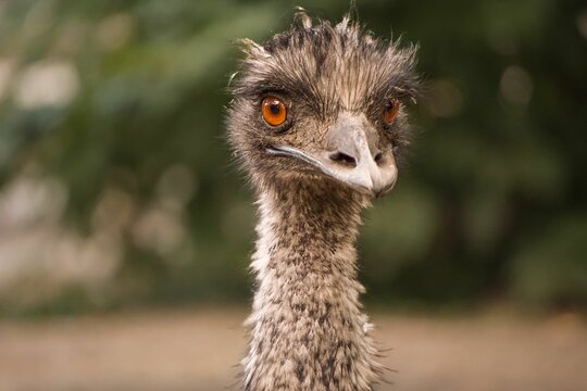Close-up of a large ostrich looking directly into the camera with its beady eyes