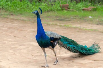 Beautiful, blue-feathered peacock  on a dirt road, leisurely walking across the path
