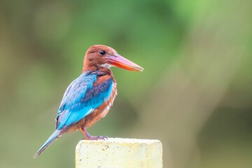 Obraz premium Vibrant image of a kingfisher bird