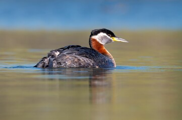 Red-necked Grebe is pictured swimming on a tranquil body of water
