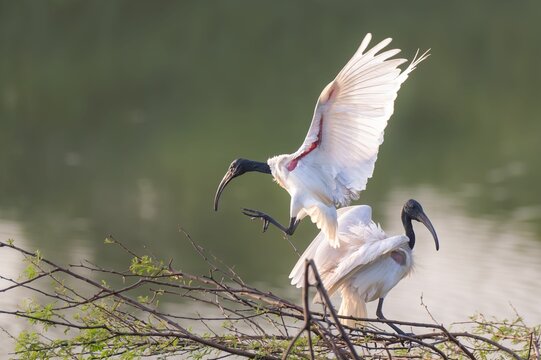 Black-headed ibis (Threskiornis melanocephalus) on the lakeshore