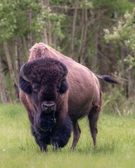 Large, American bison strolling through a grassy meadow surrounded by trees © Wirestock