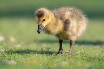 Closeup of a little duck walking in a lush green with a blurry background