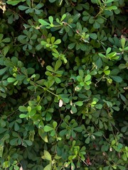 a closeup of a shrub with small leaves