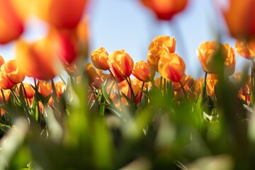 Blurry and Focused Orange Tulips