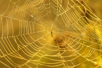 Pristine spider web, illuminated by the morning sun, and a spider hanging in the center