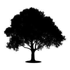 Fototapeta premium Silhouette tree nature black color only
