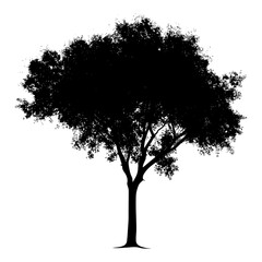 Silhouette tree nature black color only
