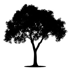 Silhouette tree nature black color only