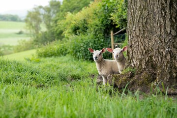 Pair of two cute white lambs peeking out from behind a tree on a field