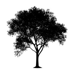 Silhouette tree nature black color only