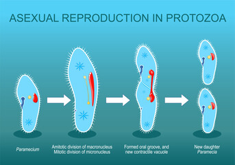 Asexual reproduction. Paramecia division.