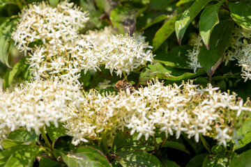 Cornus sanguinea - red dog plant with flower and full leaf. Cornus drummondii, with tiny white flowers. Flowering shrub of Cornus controversy in the spring garden