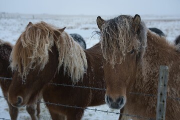 Brown ponies standing in a snowy winter field, huddled together with a wooden fence