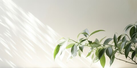 Harmony of space: free space on the most minimalist background with a blurred shadow of plants.