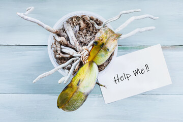 Sick and dying orchid house plant with wilted and damaged leaves due to over watering. Sign with...