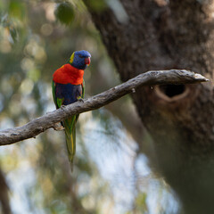 rainbow lorikeet on branch