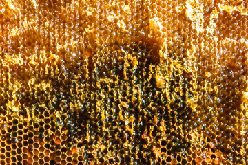 Drop of bee honey drip from hexagonal honeycombs filled with golden nectar