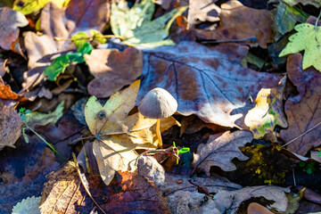 Photography to theme large beautiful poisonous mushroom in forest on leaves background