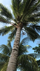 From below coconut tree with green leave with blue sky in beach