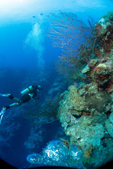 Naklejka na ściany i meble Grand Cayman Scuba Diving Photos
