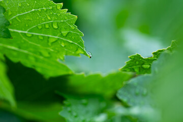 Detalle de una gota de agua sobre una hoja verde. Vista de frente y de cerca. macro