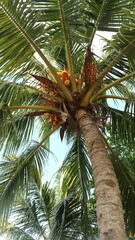 From below coconut tree with green leave with blue sky in beach