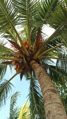 From below coconut tree with green leave with blue sky in beach